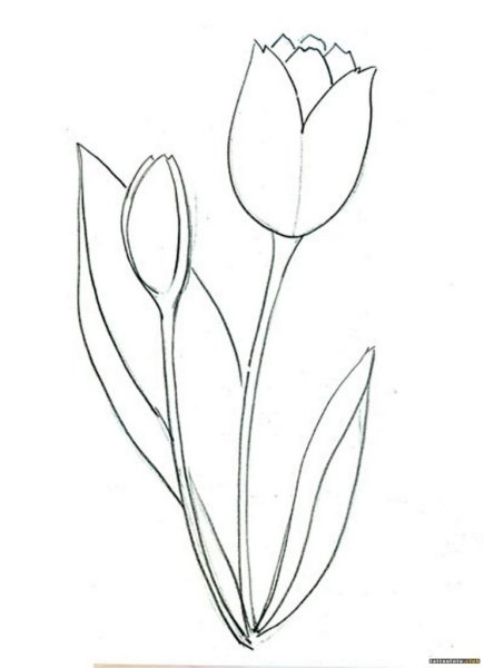 Тюльпаны для срисовывания