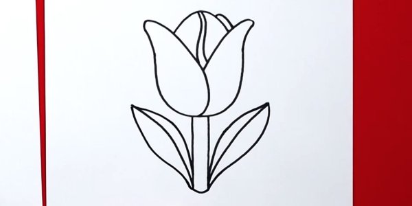 Тюльпан рисунок простой