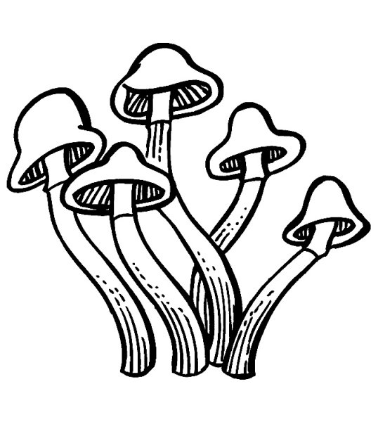 Съедобный гриб опенок нарисовать