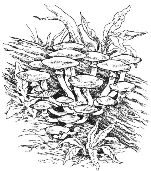 Опята грибы