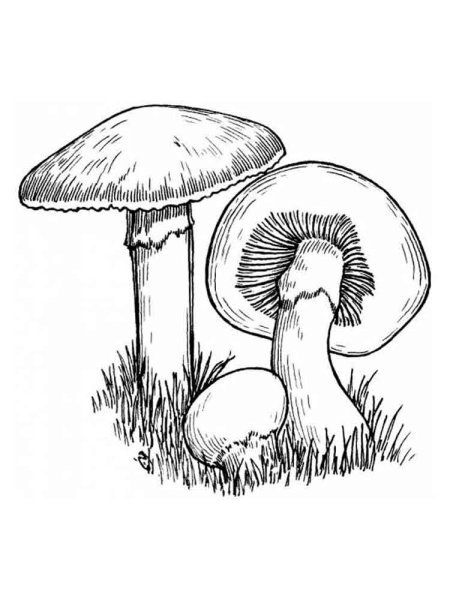 Пошаговый рисунок опят