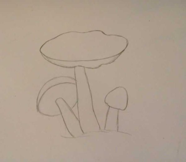 Гриб масленок рисунок