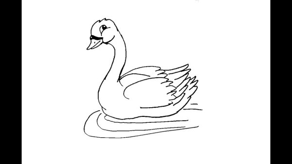 Лебедь рисунок карандашом