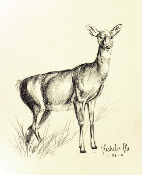 Наброски Лань