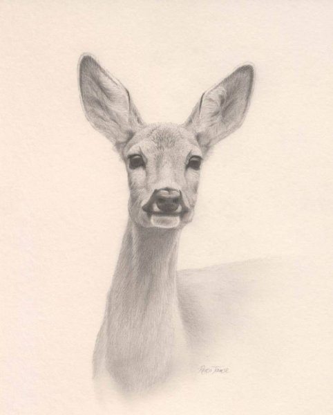 Косуля карандашом