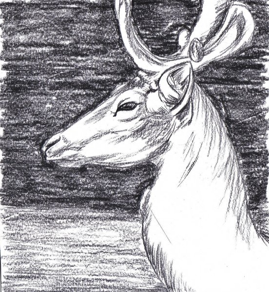 Лань для срисовки