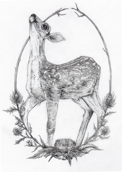 Наброски Лань