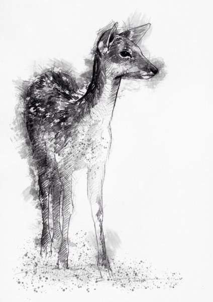 Наброски Лань