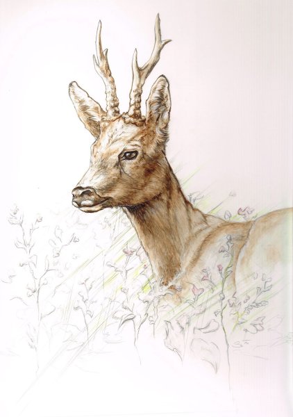 Косуля картина