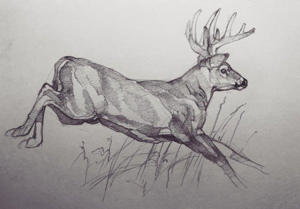 Косуля ручкой Наброски