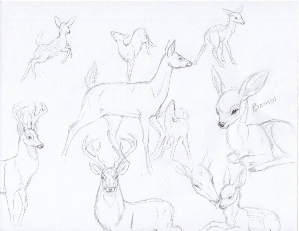 Благородный олень референс