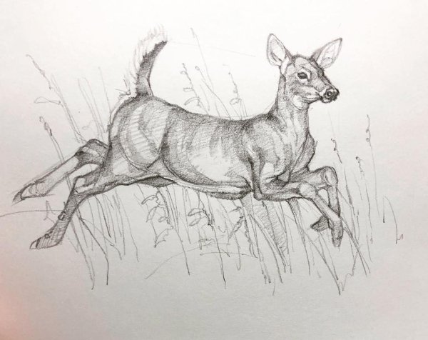 Антилопа раскраска