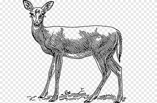 Нарисовать косулю