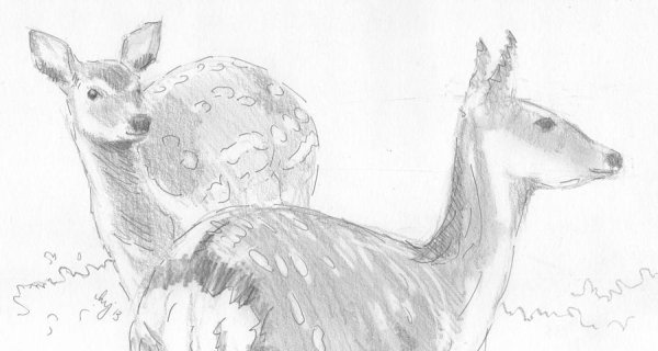 Голова оленя рисунок карандашом