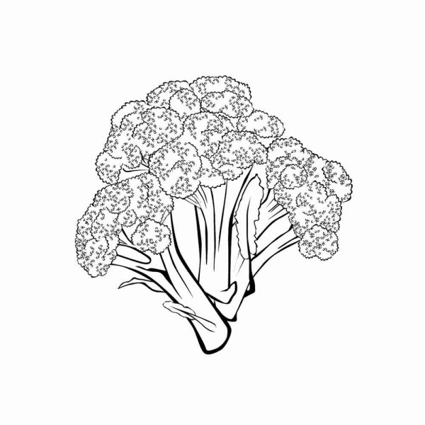 Брокколи карандашом