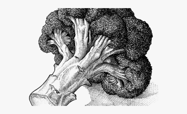 Брокколи иллюстрация