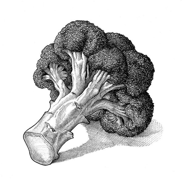 Брокколи раскраска