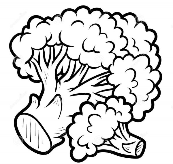 Брокколи для срисовки