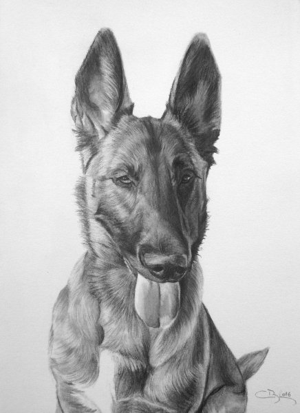 Овчарка малинуа арт