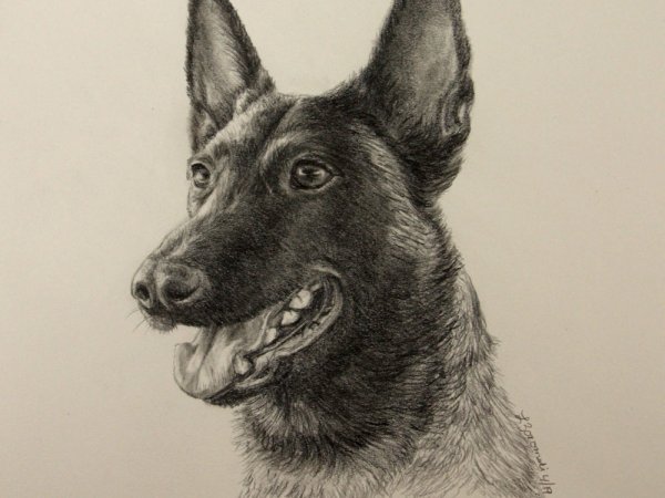 Малинуа анфас