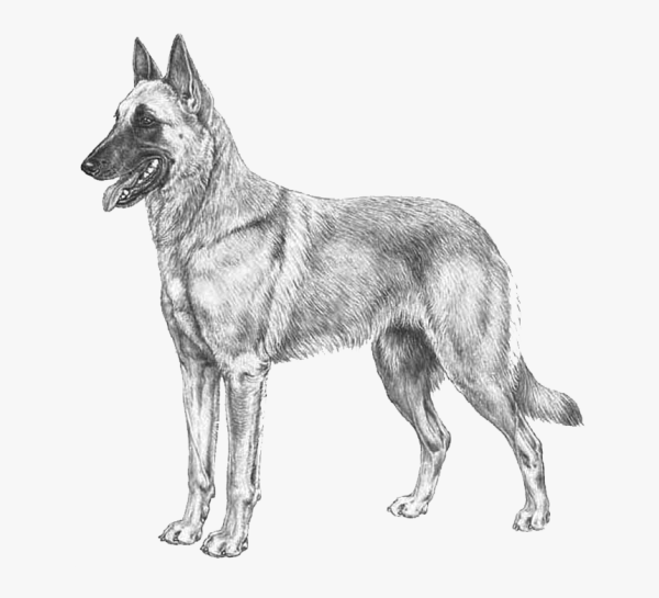 Бельгийская овчарка