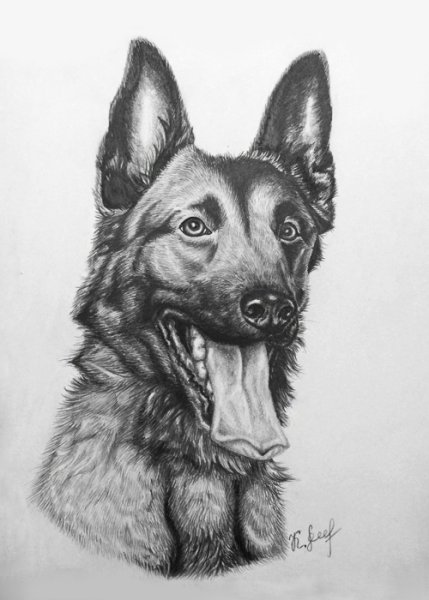 Рисунок овчарка малинуа