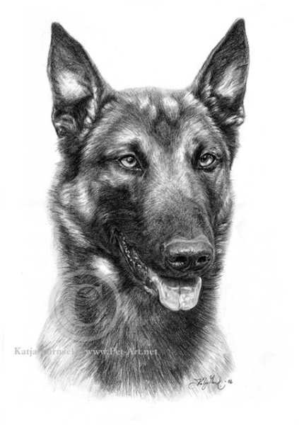 Малинуа скетч