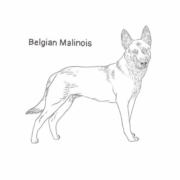 Малинуа рисунок карандашом