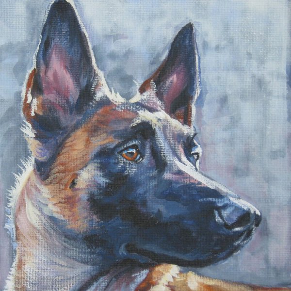 Бельгийская овчарка малинуа портрет