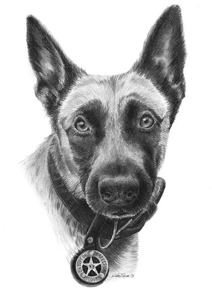 Малинуа эскиз