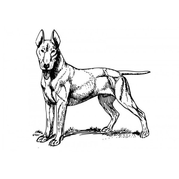 Раскраски Бельгийская овчарка малинуа