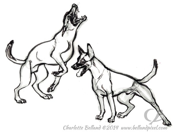 Бельгийская овчарка малинуа арт