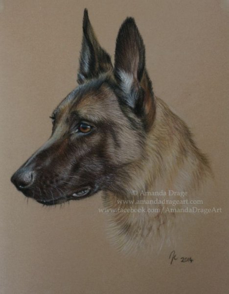 Бельгийская овчарка малинуа портрет