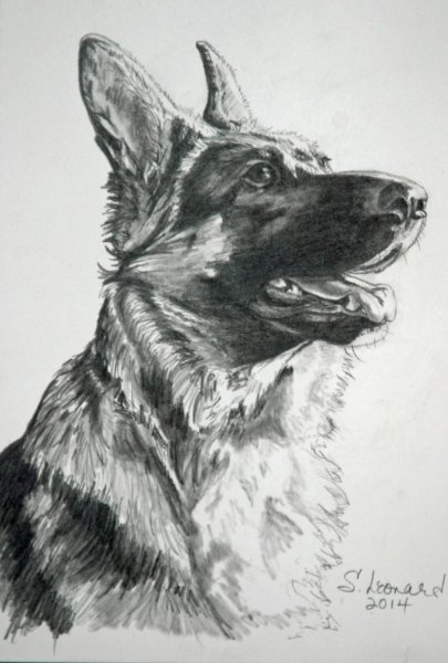 Эскиз немецкой овчарки