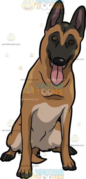 Овчарка малинуа арт