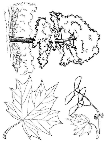 Леонардо Кленовая ветка