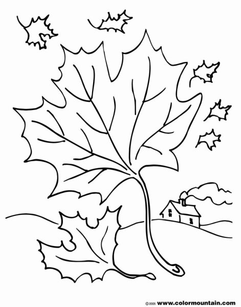 Клен карандашом