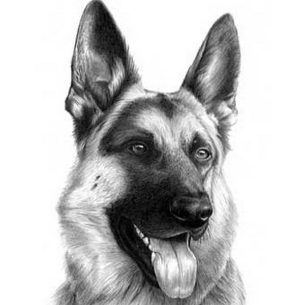 ВЕО овчарка рисунок