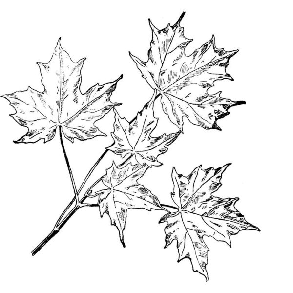 Ветка клена рисунок