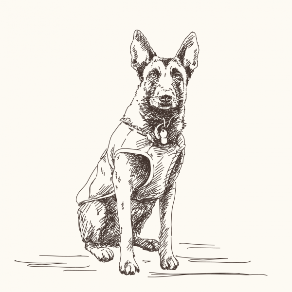 Малинуа собака