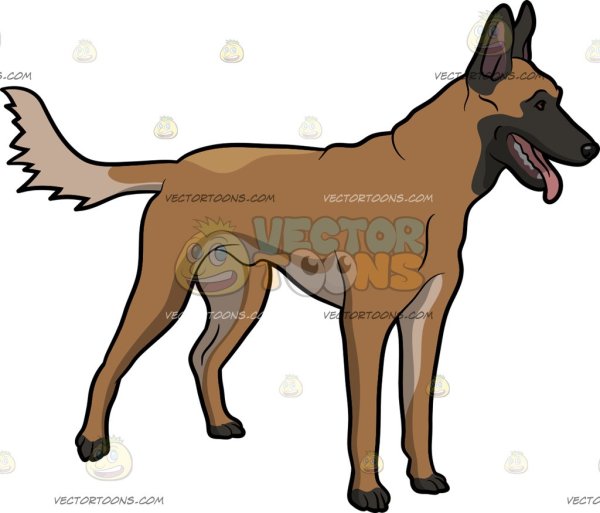 Бельгийский малинуа вектор