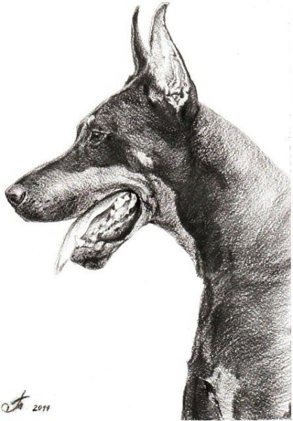 Злой Доберман карандашом