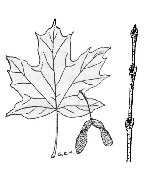 Букет из осенних листьев рисунок