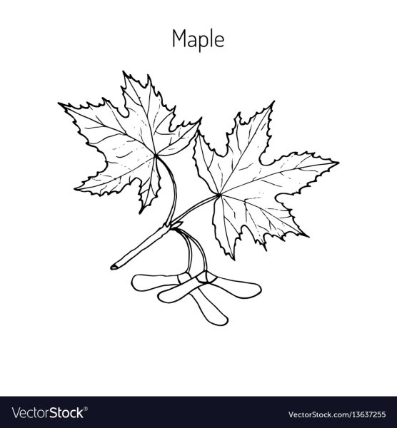 Лист остролистного клена нарисовать