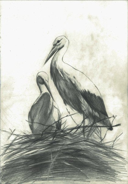 Аист рисунок