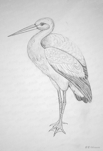Журавль рисунок