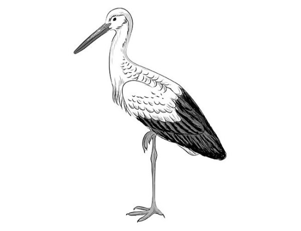 Аист рисунок