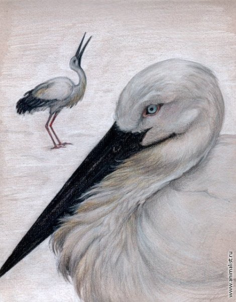 Рисование Аист карандаш