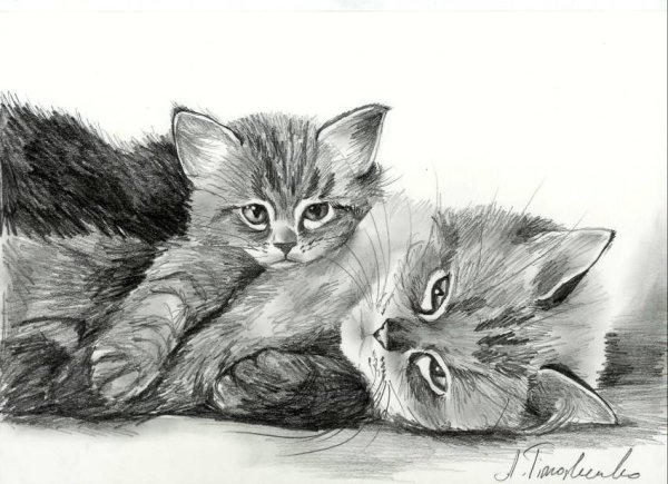 Котенок карандашом