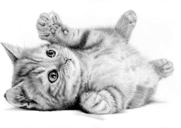 Нарисовать котенка карандашом